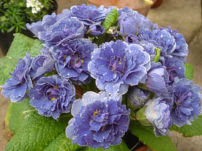 Primula 'Blue Sapphire'